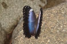 Borboleta 159 <em>(2336)</em>