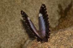 Borboleta 143 <em>(2337)</em>