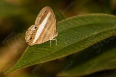 Borboleta 160 <em>(2338)</em>