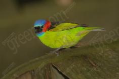 Saíra 7 Cores 28 <em>(2339)</em>