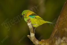 Saíra 7 Cores 29 <em>(2340)</em>