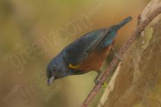 Ferro Velho 2 <em>(2341)</em>