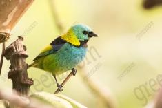 Saíra 7 Cores 27 <em>(2342)</em>