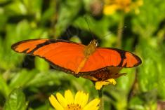 Borboleta 161 <em>(2343)</em>