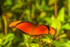 Borboleta 162 <em>(2344)</em>