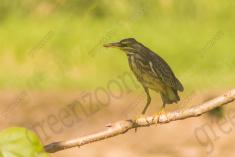 Socó 12 <em>(2345)</em>