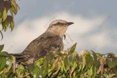 Sabiá do Campo 10 <em>(2346)</em>