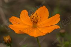 Flor 211 <em>(2347)</em>