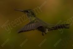 Beija Flor 54 <em>(2348)</em>