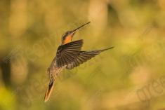 Beija Flor 55 <em>(2349)</em>