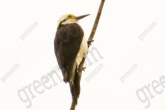 Pica Pau Branco 1 <em>(2350)</em>