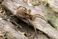 Aranha 66 <em>(2351)</em>