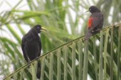 Guaxo 1 <em>(2353)</em>