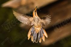 Beija Flor 58 <em>(2354)</em>