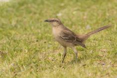 Sabiá do Campo 4 <em>(2355)</em>