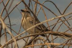 Sabiá do Campo 5 <em>(2356)</em>