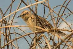 Sabiá do Campo 6 <em>(2357)</em>