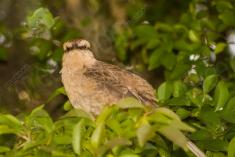 Sabiá do Campo 7 <em>(2358)</em>