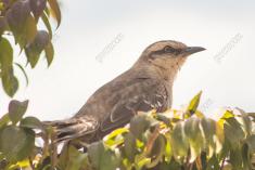 Sabiá do Campo 8 <em>(2359)</em>