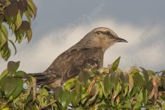 Sabiá do Campo 11 <em>(2361)</em>