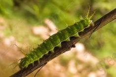 Lagarta 5 <em>(2362)</em>