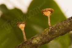 Cogumelo 37 <em>(2363)</em>