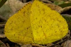 Borboleta 163 <em>(2364)</em>