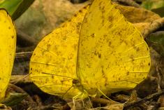 Borboleta 164 <em>(2365)</em>