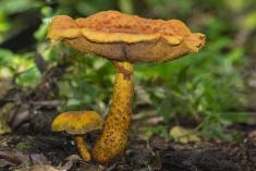 Cogumelo 38 <em>(2366)</em>