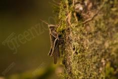 Gafanhoto 1 <em>(2367)</em>