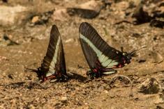 Borboleta 150 <em>(2368)</em>