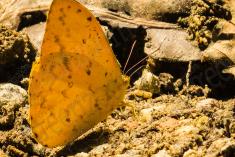 Borboleta 151 <em>(2369)</em>