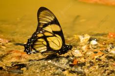 Borboleta 152 <em>(2370)</em>