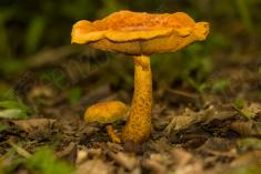 Cogumelo 39 <em>(2371)</em>