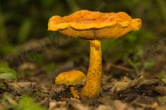 Cogumelo 40 <em>(2372)</em>