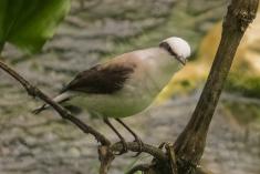 Viuvinha 1 <em>(2373)</em>