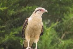 Gavião 4 <em>(2374)</em>