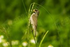 Coleirinho 4 <em>(2375)</em>