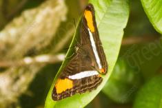 Borboleta 153 <em>(2377)</em>