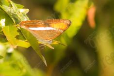 Borboleta 154 <em>(2378)</em>