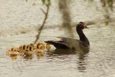 Pato 4 <em>(2379)</em>