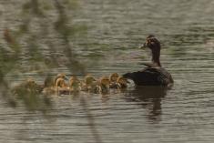 Pato 5 <em>(2380)</em>