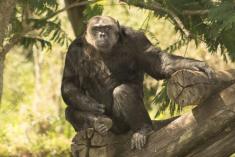 Chimpanze 2 <em>(2381)</em>