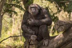 Chimpanze 1 <em>(2382)</em>