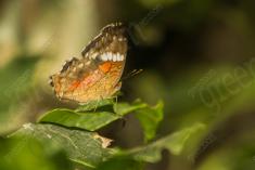 Borboleta 155 <em>(2383)</em>