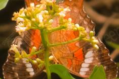 Borboleta 156 <em>(2384)</em>