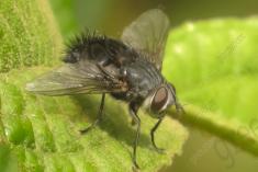 Mosca 2 <em>(2385)</em>