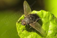 Mosca 3 <em>(2386)</em>