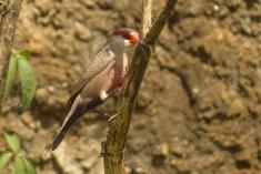 Mandarin 2 <em>(2387)</em>