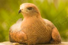 Gavião 1 <em>(2389)</em>